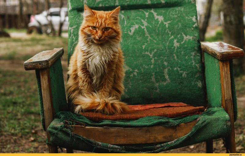 Рыжий кот на стуле