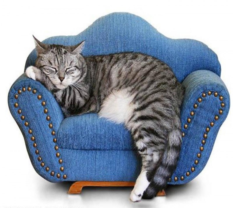 Кот на диване