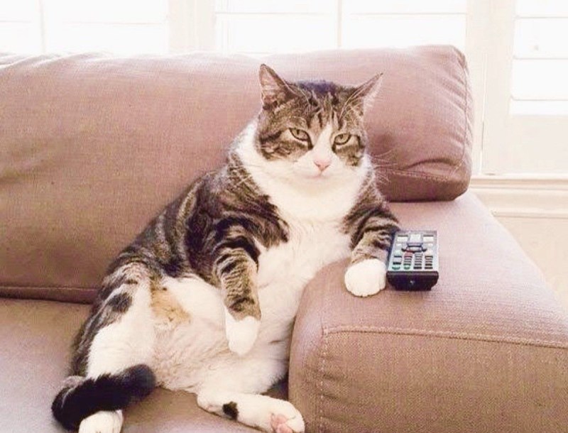Котик на диване