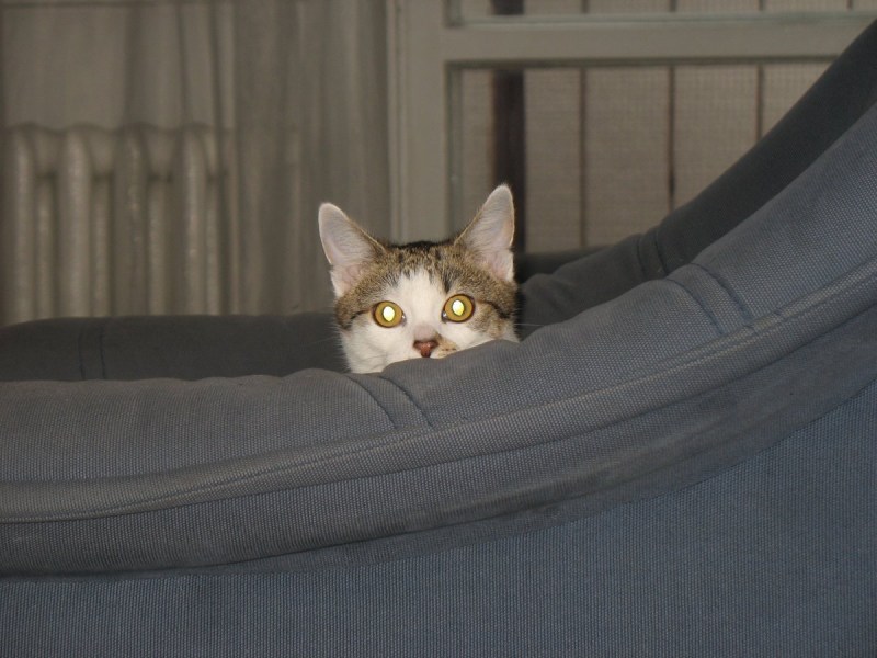 Кот за креслом