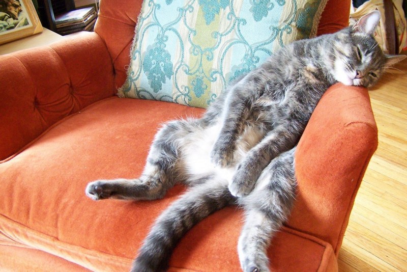 Кошка сидит на диване