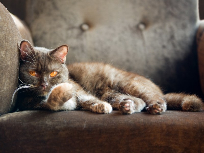 Кот на диване