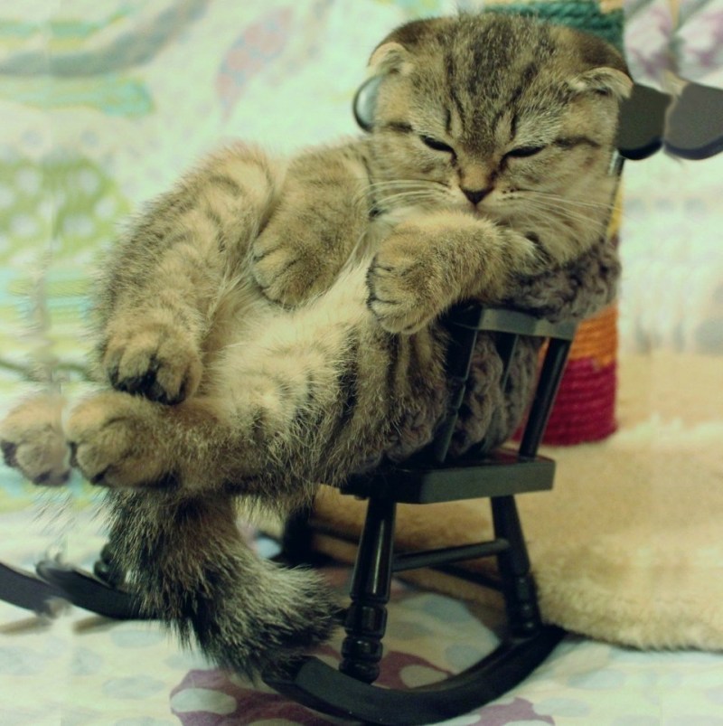 Котик спит на кресле