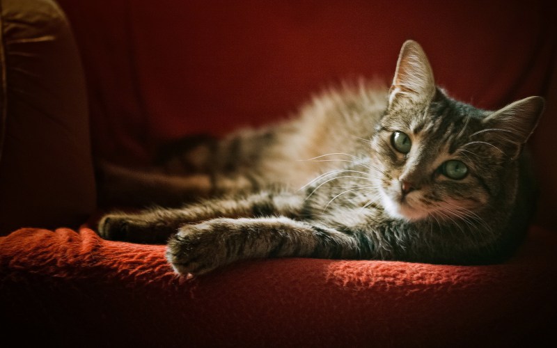 Котенок на диване