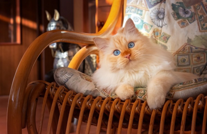 Котик на кресле