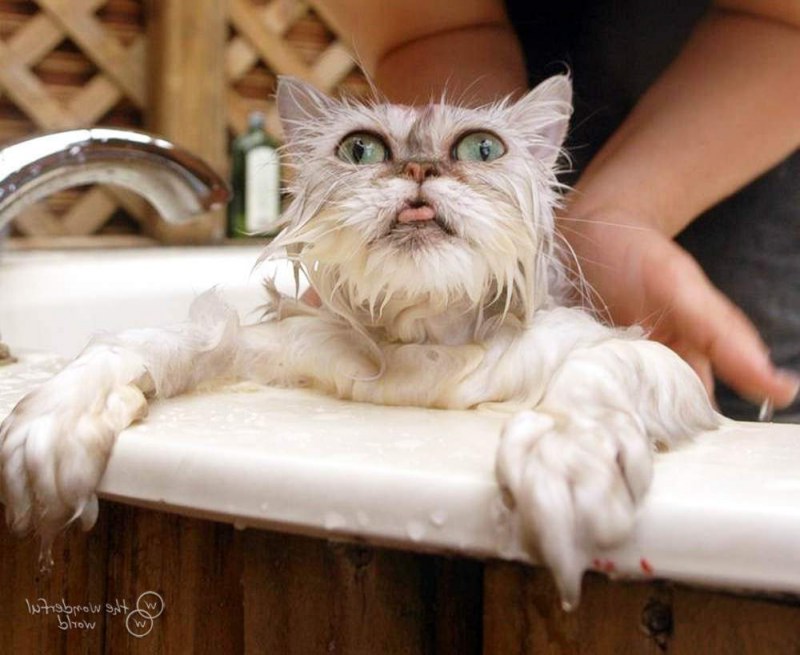 Котенок купается