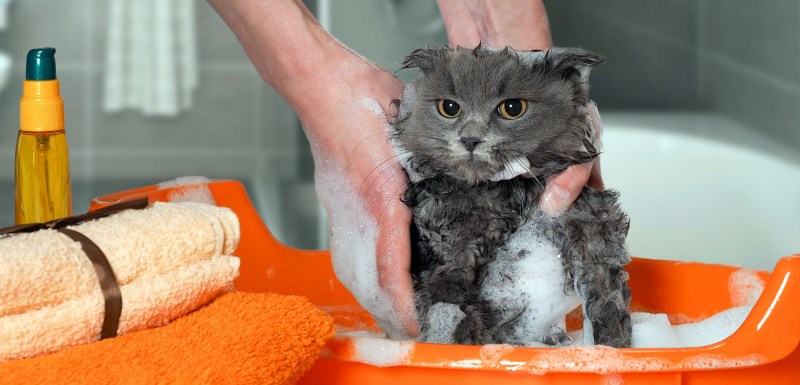 Моем кошку
