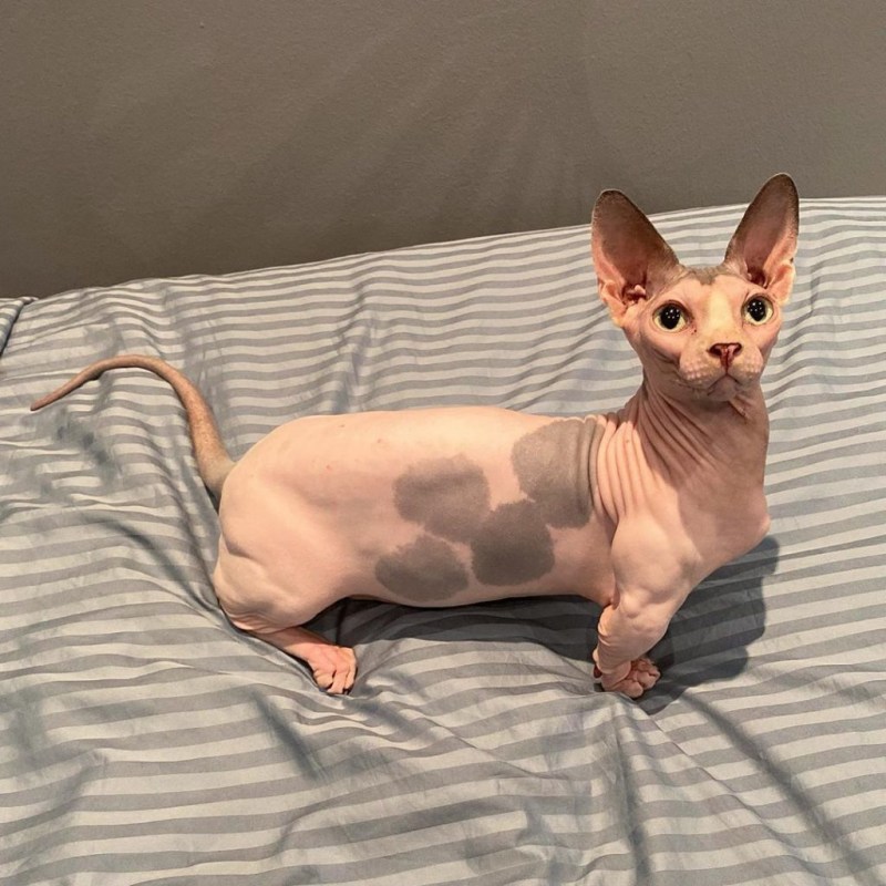 Коротколапые коты сфинкс