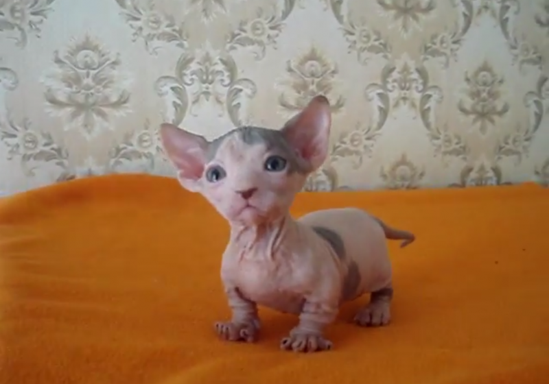 Донской сфинкс самец