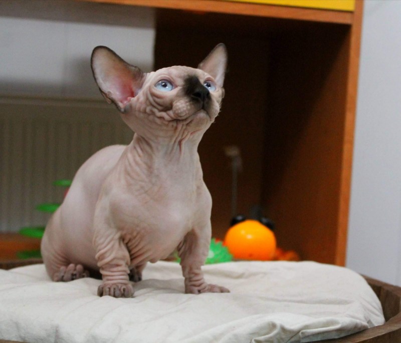 Манчкин сфинкс кошка