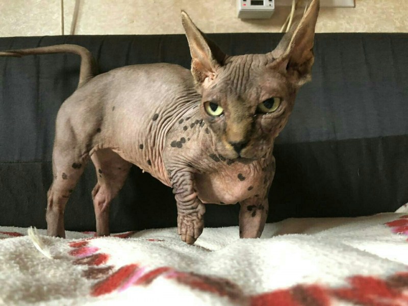 Бамбино кошка
