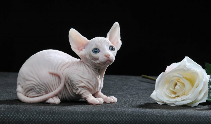Кошки сфинксы Бамбино