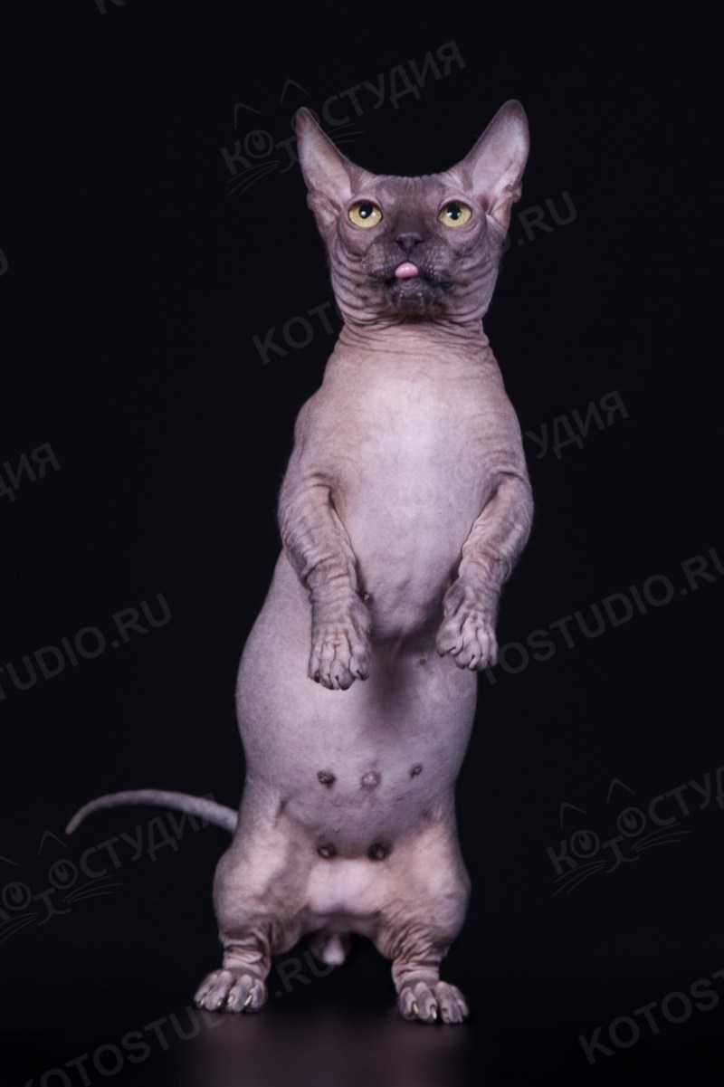 Сфинкс кошка породы Бамбино