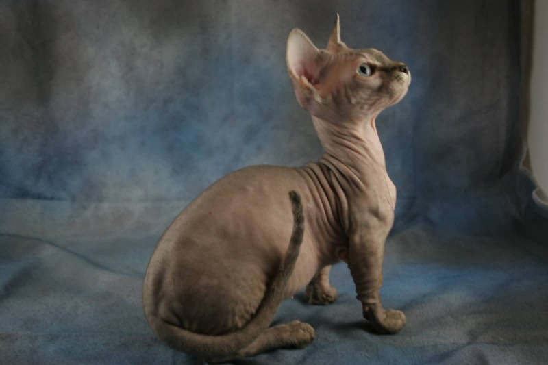 Кошки сфинксы Бамбино