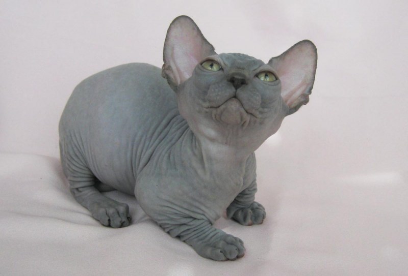 Котёнок bambino