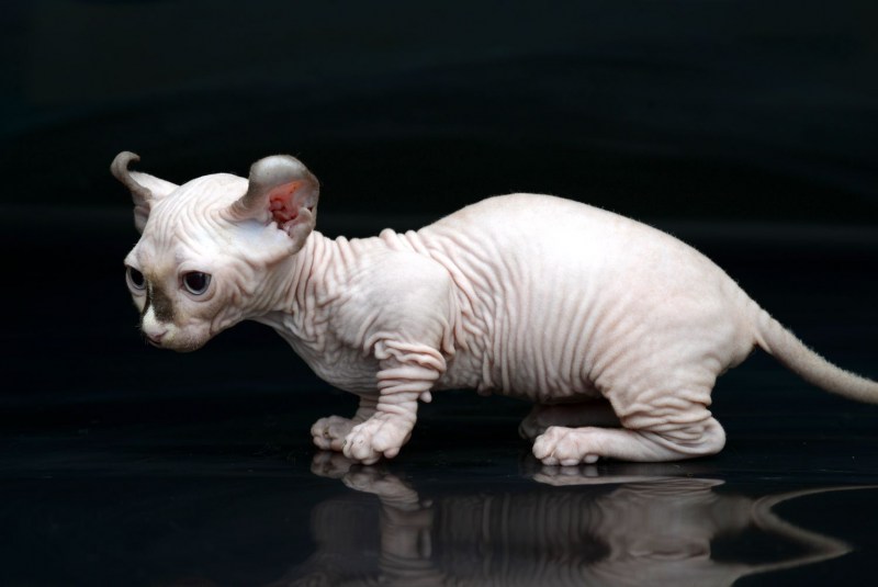 Манчкин кот лысый