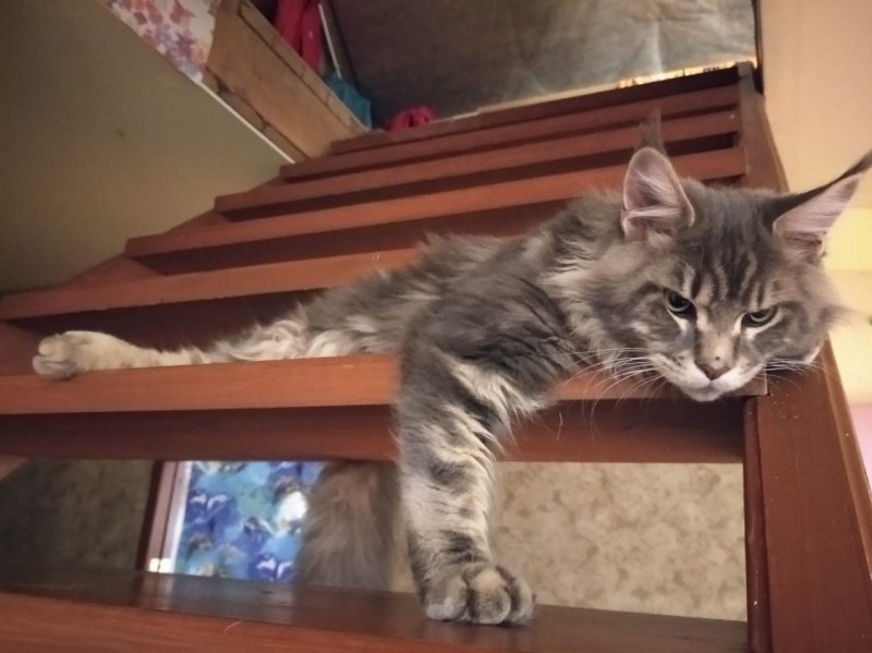 Норвежская Лесная кошка короткошерстная