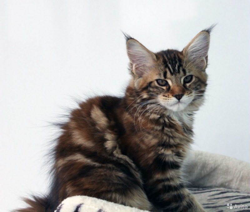 КУОР кот