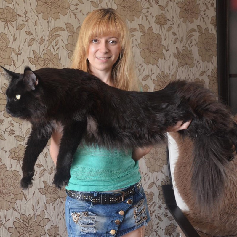 Улетные коты