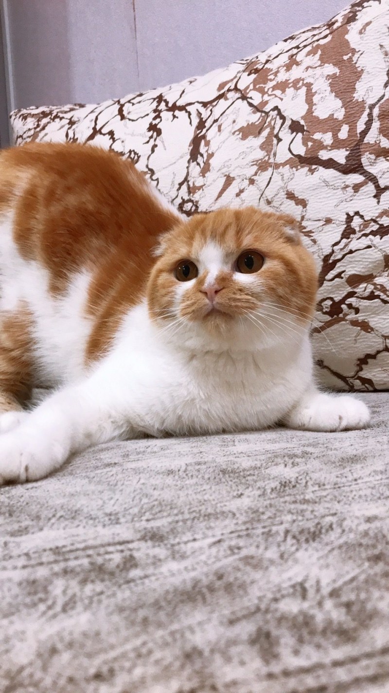 Вислоухий кот рыжий с белым