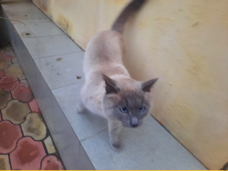 Смешной кот