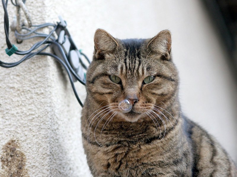 Прикольные коты