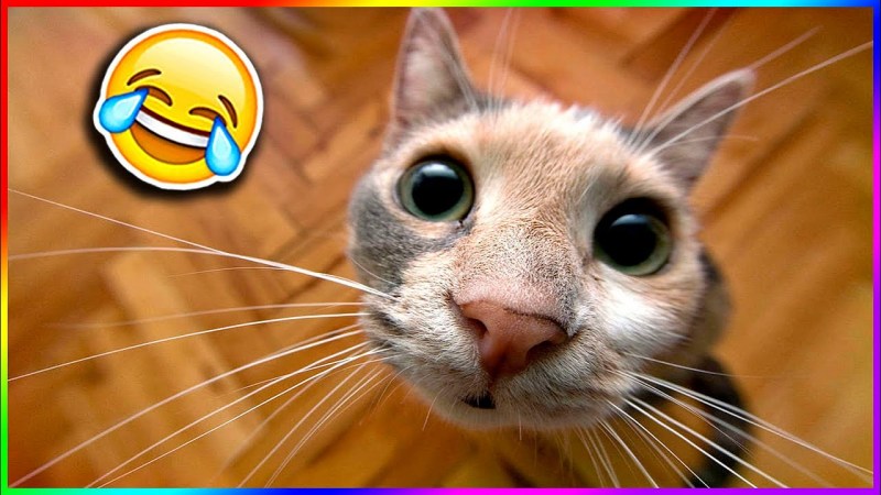 Котики смешные приколы