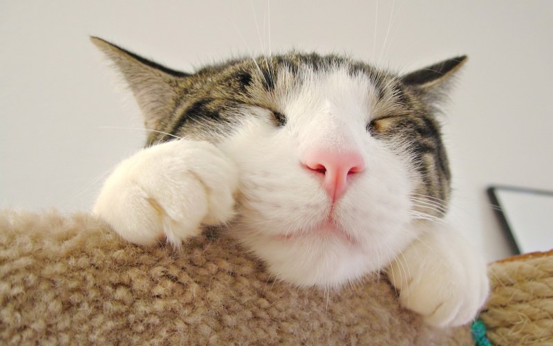 Котики и еда