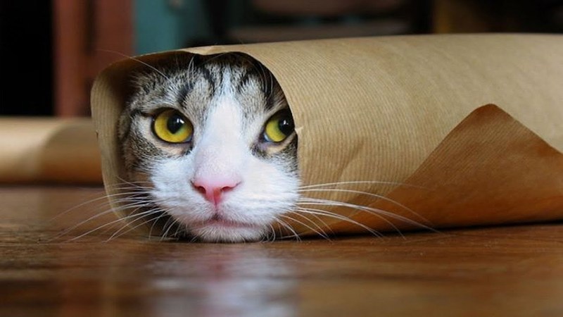 Кот прикол