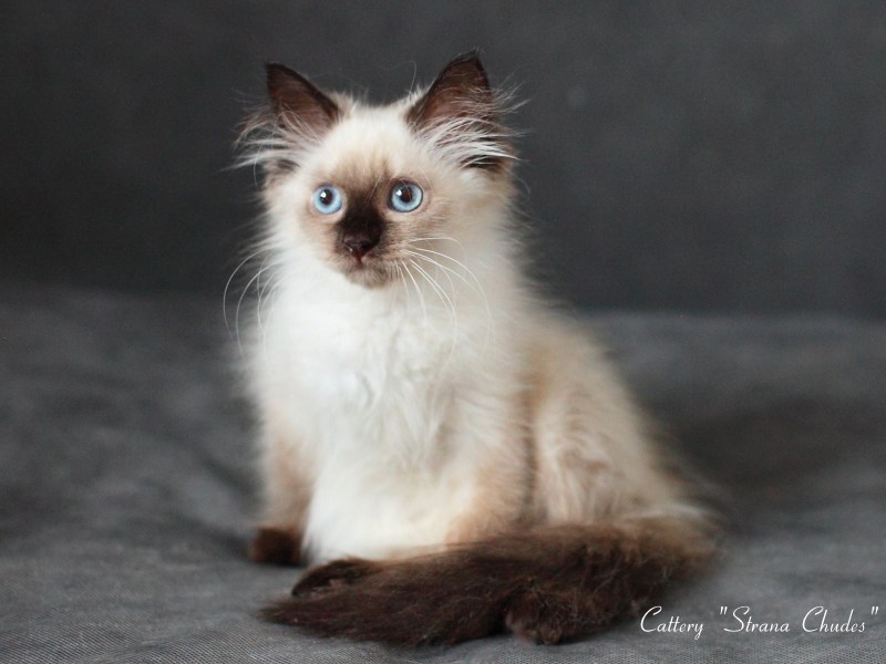 Seal tabby point у Невских маскарадных