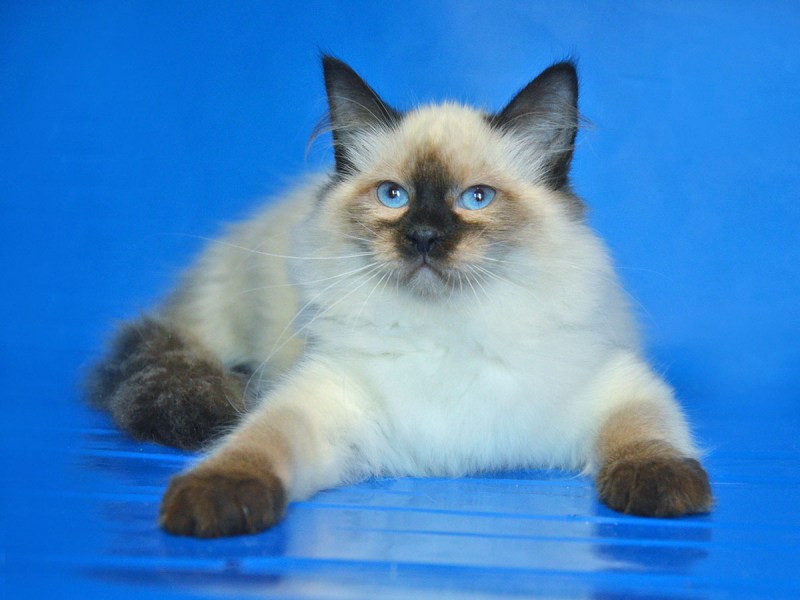 Невсомаскарадная кошка коричневая