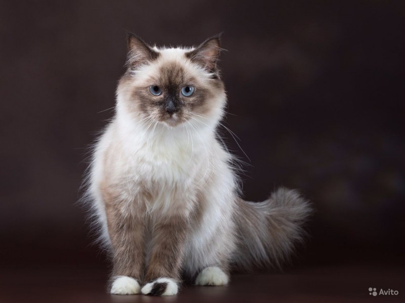 Невская маскарадная кошка