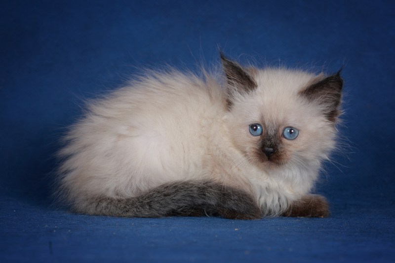 Невская маскарадная котенок 1 месяц