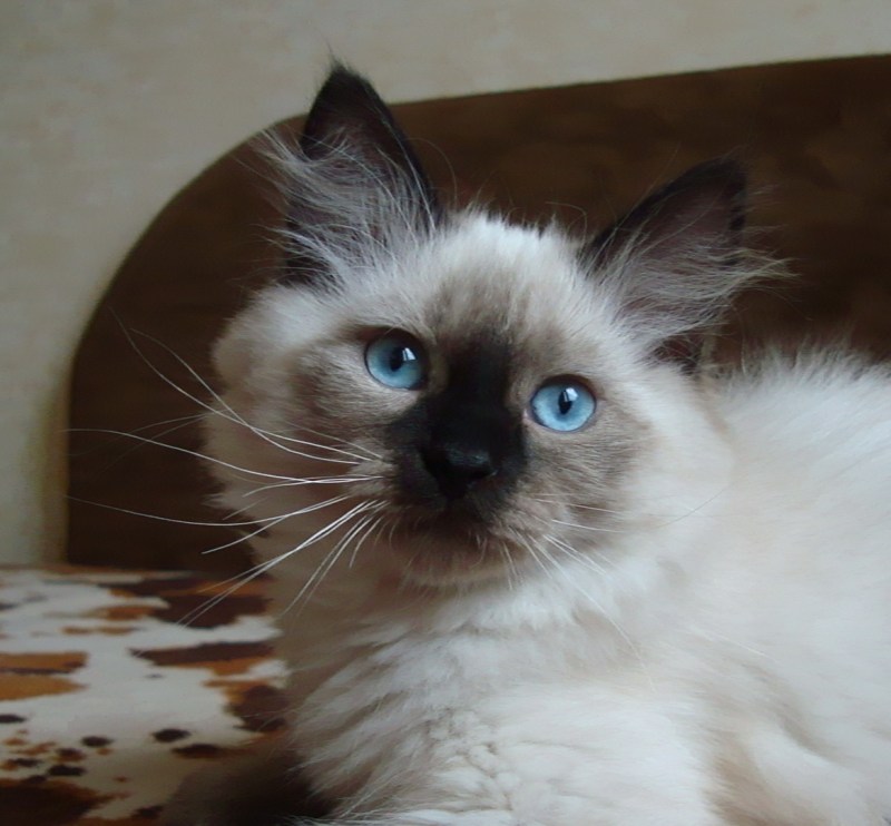 Невская маскарадная кошка серая