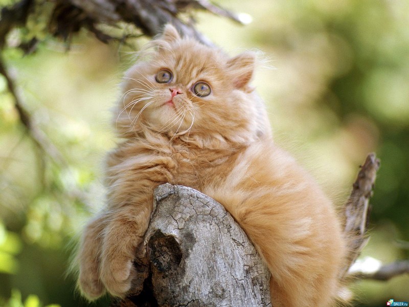 Красивые коты