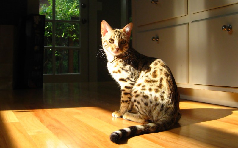 Красивая домашняя кошка