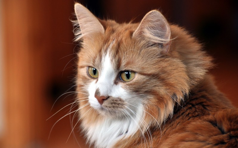 Красивые коты