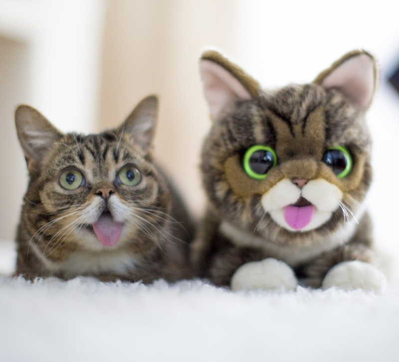 Необычные котята