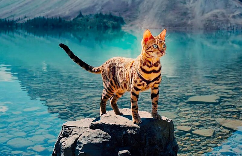 Кошка путешественница Сьюки