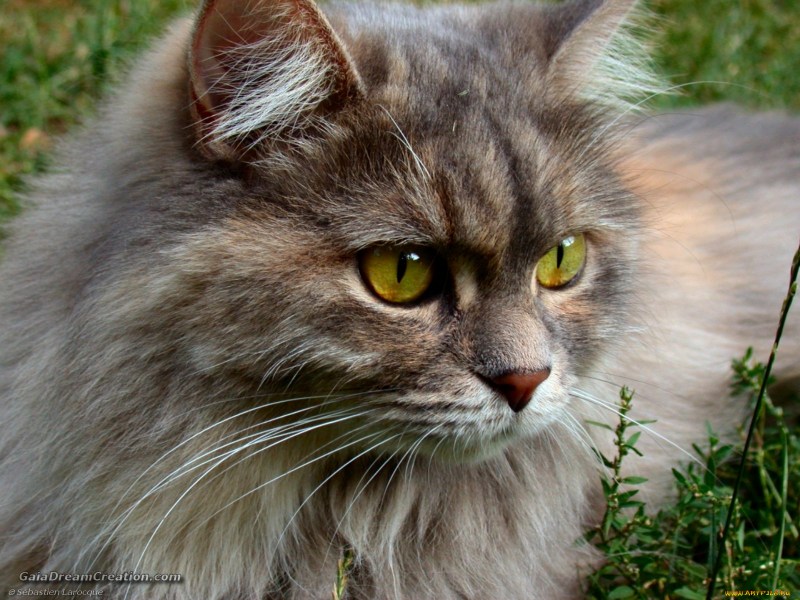 Кот породы спиешьпей