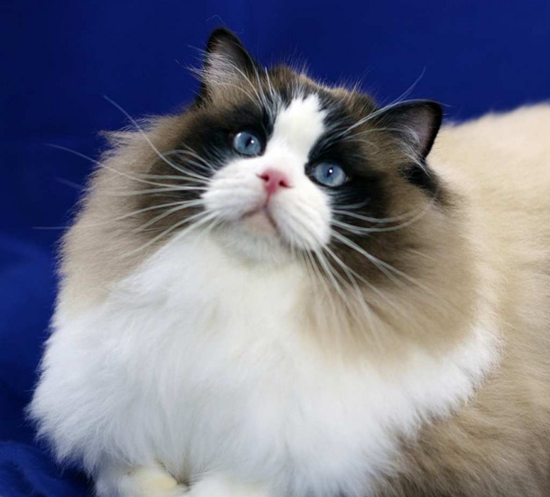 Коты Рэгдолл