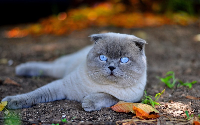 Кошка скоттиш фолд