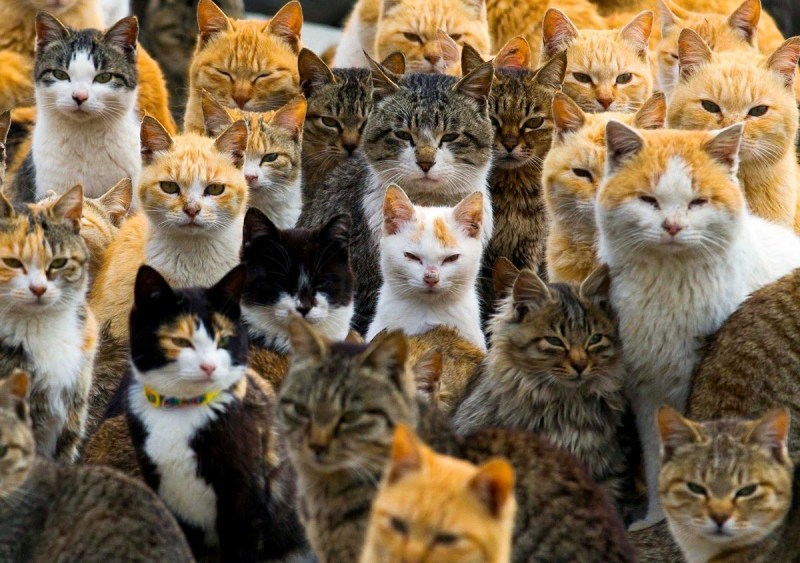 Разные кошки