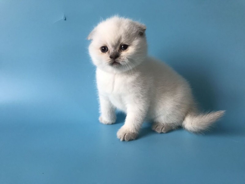 Сиамские вислоухие котята