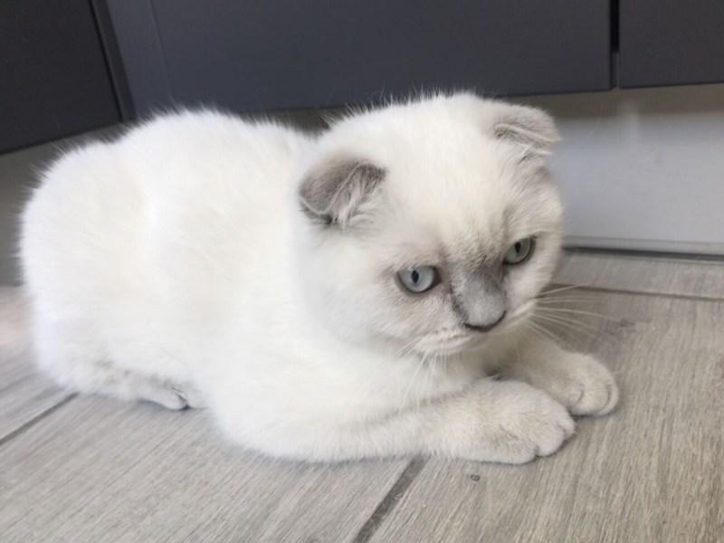 Шотландская вислоухая кошка белая