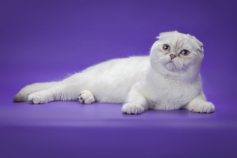 Шотландский кот прямоухий колор Пойнт