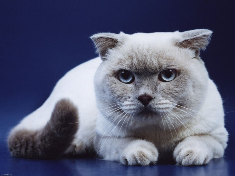 Шотландская кошка колор Пойнт