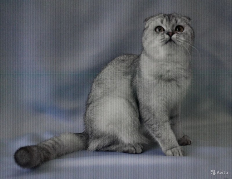 Питомник Grace Panther отзывы