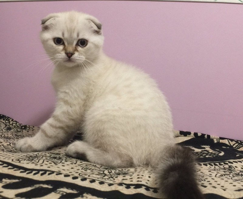 Колорные Шотландские котята мальчики в Анапе
