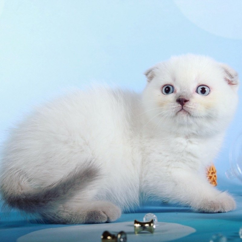 Шотландец сиамского окраса кот